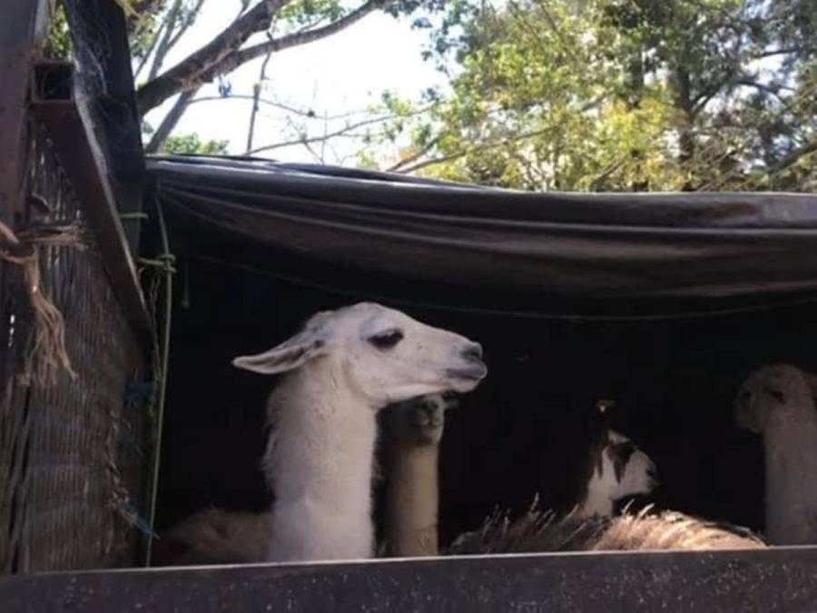 Decomisan animales exóticos en Santa Rosa de Copán