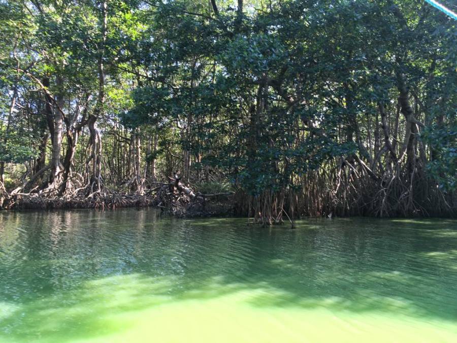 Laguna de los Micos: un encanto de la biodiversidad en Tela