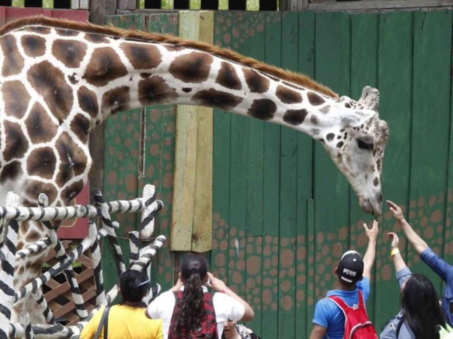 Según los registros de este establecimiento, la jirafa macho Big Boy fue donada cuando tenía ocho años por un zoológico de Guatemala.