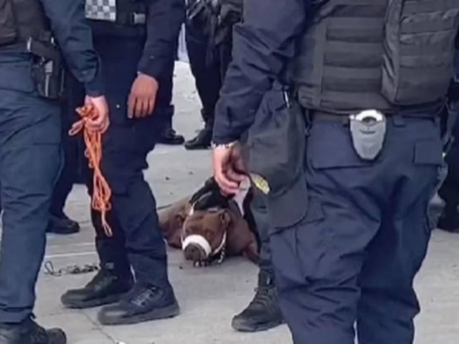Pitbull “detenido” junto con delincuentes por morder a policía