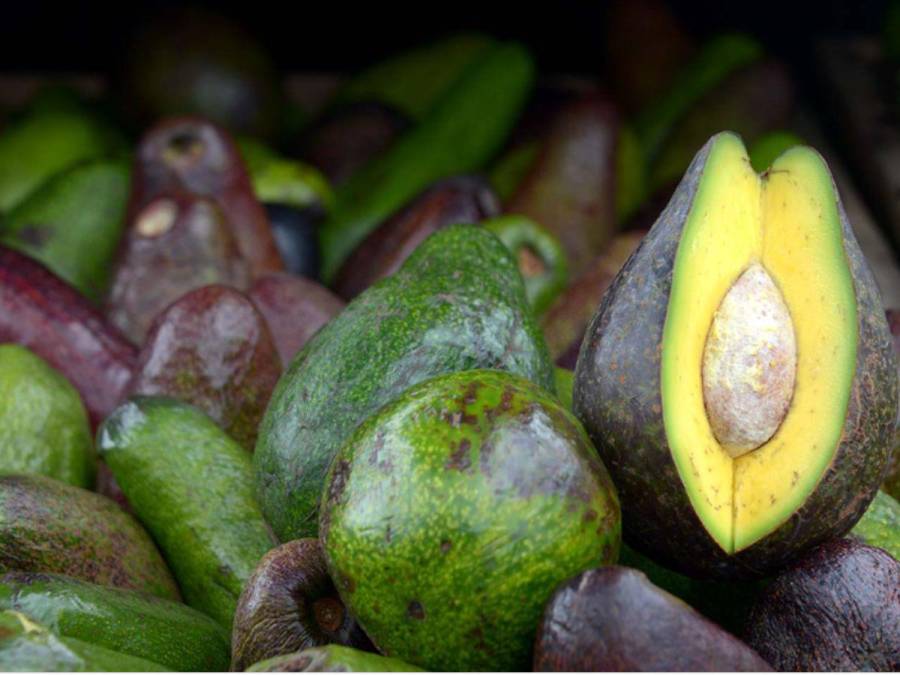 Es difícil pensar que el aguacate sea conocido en otros países como palta. Pues sí, en Argentina, Bolivia, Chile, Perú, Uruguay se le conoce como palta. También se conoce como palta en algunas zonas quechua-hablantes de Ecuador y algunas zonas de Paraguay cercanas a Bolivia y Argentina.