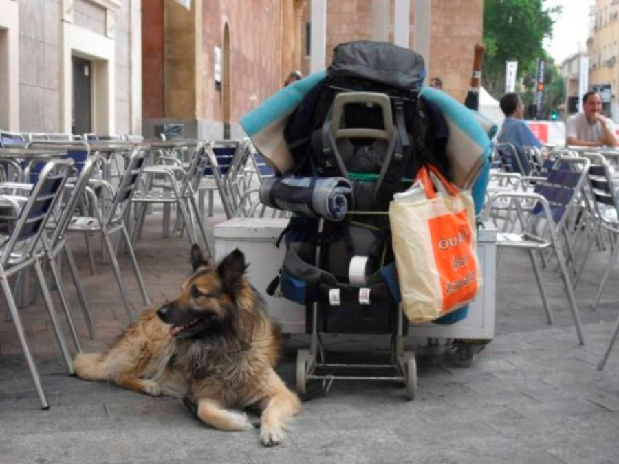 Honduras: Pasos para viajar con su mascota al extranjero