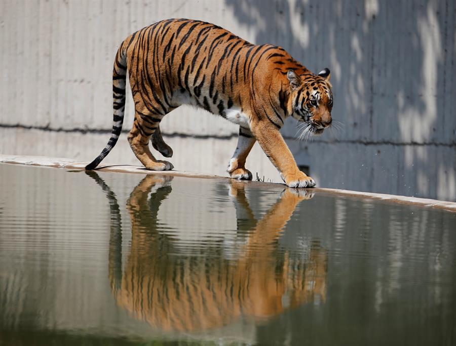 Tigre en un zoo ataca salvajemente a trabajador de limpieza en Florida