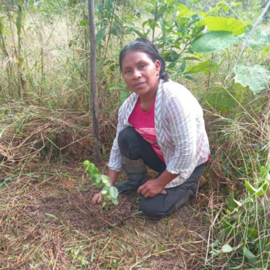 UE conserva en la Biosfera del Río Plátano árbol en extinción en Honduras