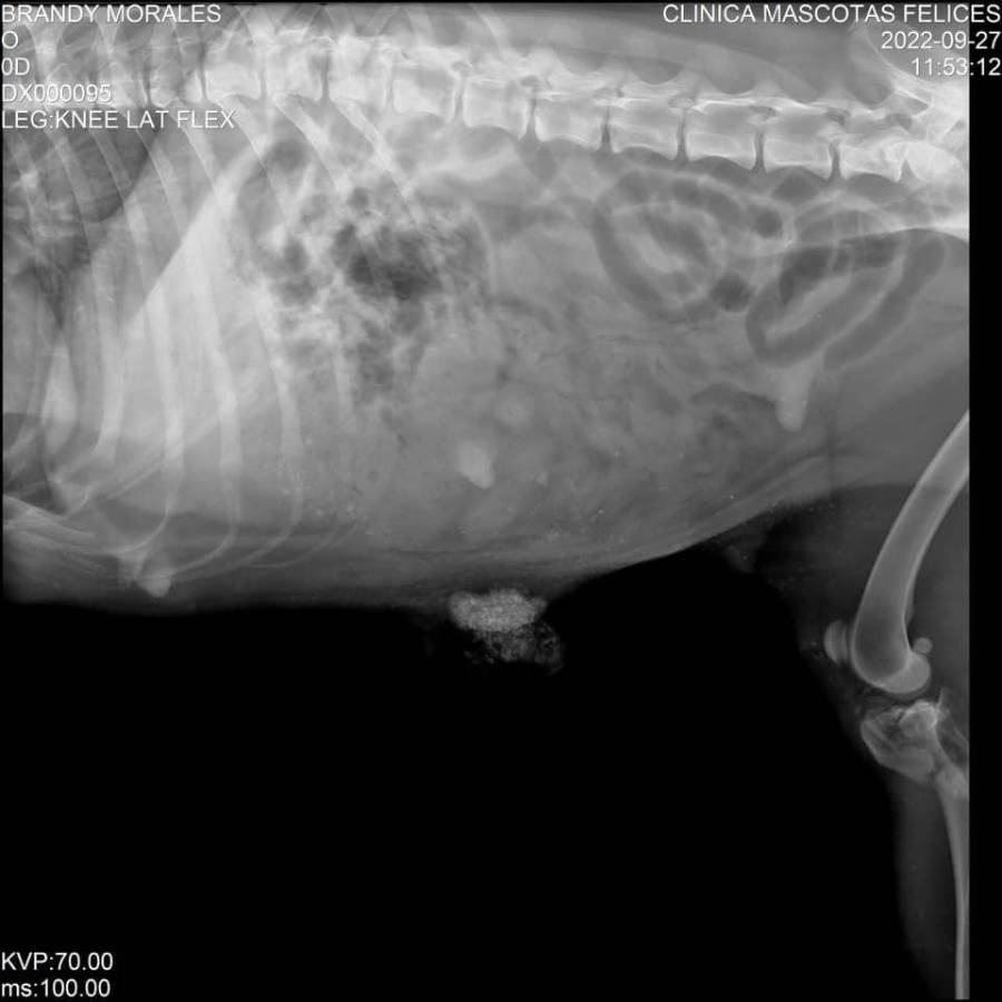 Radiografía de la perrita.