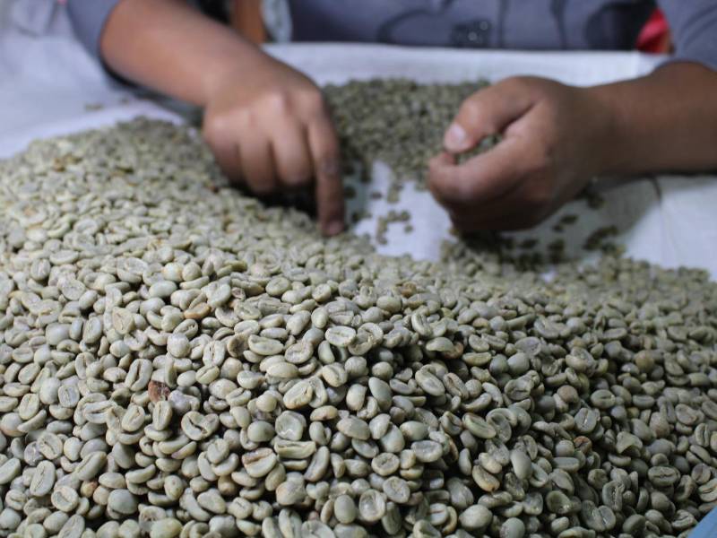 El café encabeza la lista de productos hondureños de mayor exportación en 2023.