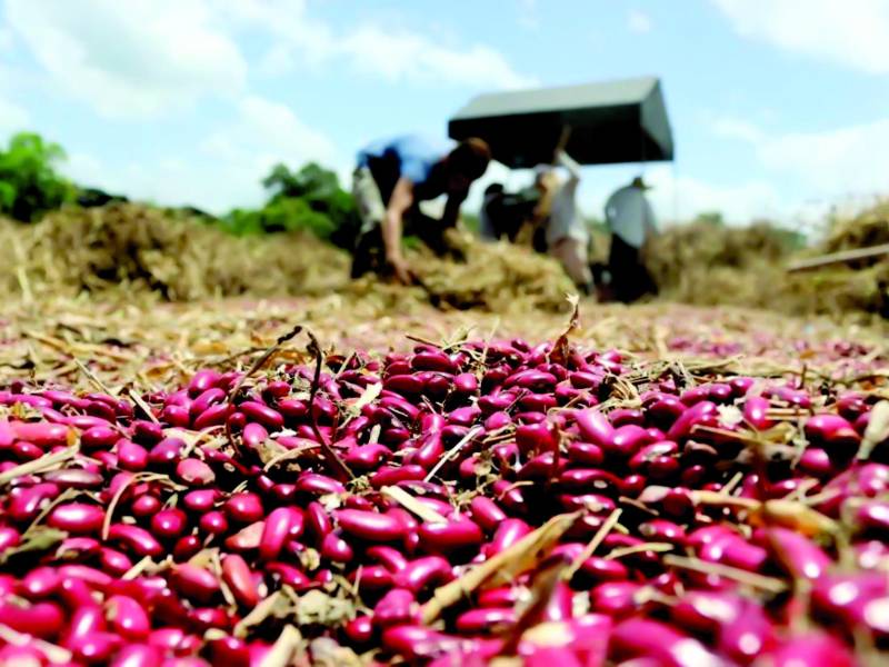 La mayoría de países siguen un ciclo de 5 años para sus censos agropecuarios, lo que facilita la comparación de datos a nivel internacional y el cumplimiento de estándares, según el INE.