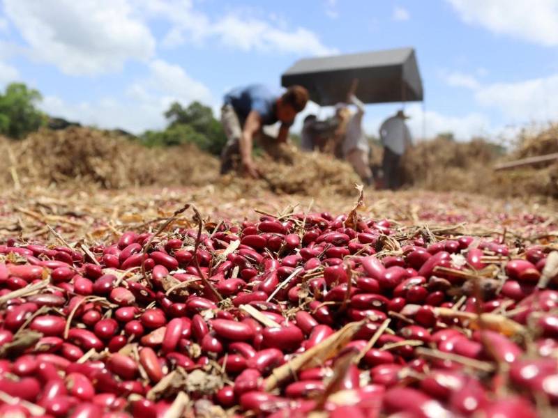 El consumo nacional es de 3 millones de quintales al año.