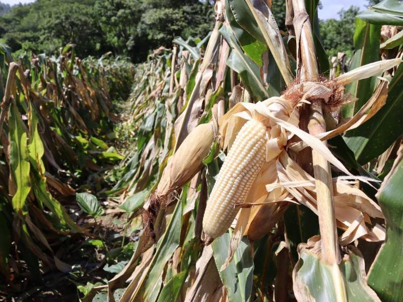 La producción en el agro se ve seriamente comprometida por los efectoc climáticos.