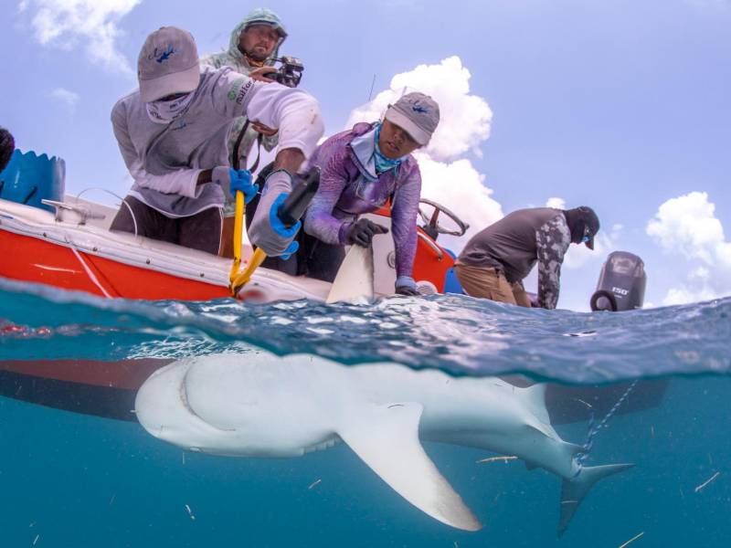 Gabriela Ochoa combina sus investigaciones de campo sobre la vida marina en Honduras con sus estudios de doctorado en ecología de tiburones en Miami, Estados Unidos.