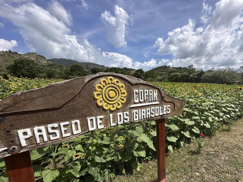 El Paseo de los Girasoles de Copán Ruinas, en el oeste de Honduras, nació en 2020 en plena pandemia de covid-19 como alternativa para alimentar vacas ante la sequía y se convirtió en un atractivo ecoturístico con siembras programadas para mantener floración todo el año, servicios para visitantes y un proyecto de miel, con unas 70.000 visitas anuales. EFE/ Germán Reyes