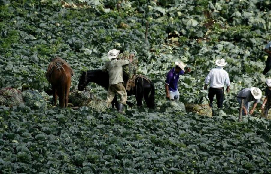 Trabajadores recogen la cosecha de repollo en Plan del Rancho Ocotepeque.