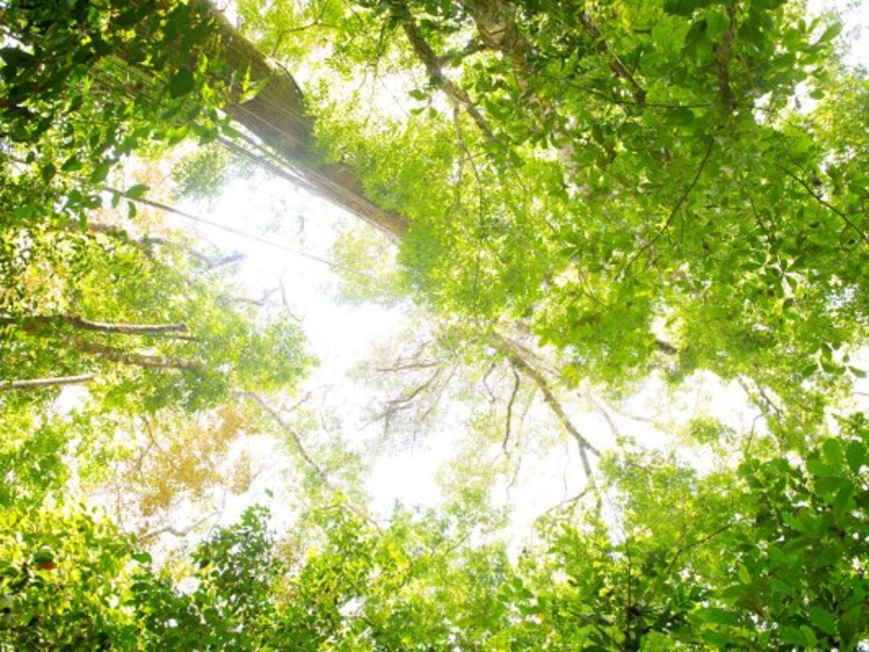 Países como Chile, Colombia y México preparan mercados domésticos de emisiones que incluirían los créditos generados por el cuidado de los bosques.Foto: Jeannina Cordero