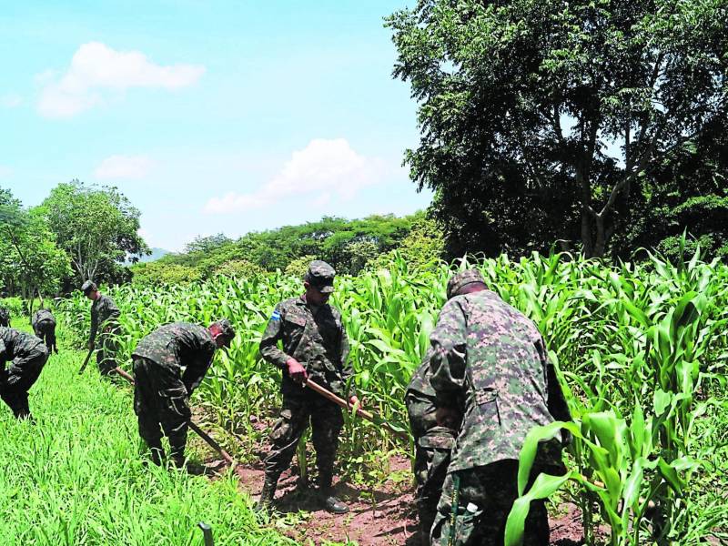 Foto de plantación de maíz del Noveno Batallón de Infantería, ubicado en el valle de Jamastrán, departamento de El Paraíso. Foto: archivo.