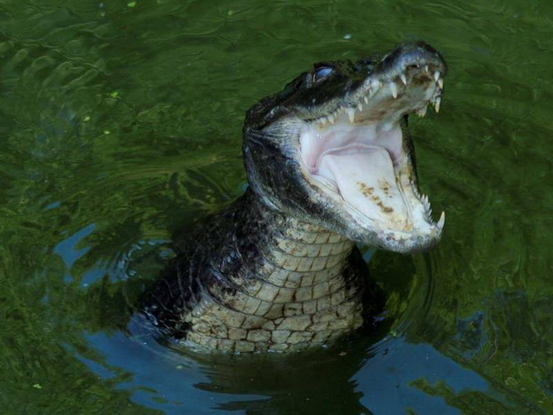 El caimán es una historia de éxito en conservación en Florida, que tiene una población “sana y estable”, que se estima en 1,3 millones de animales de todos los tamaños. Fotografía: EFE