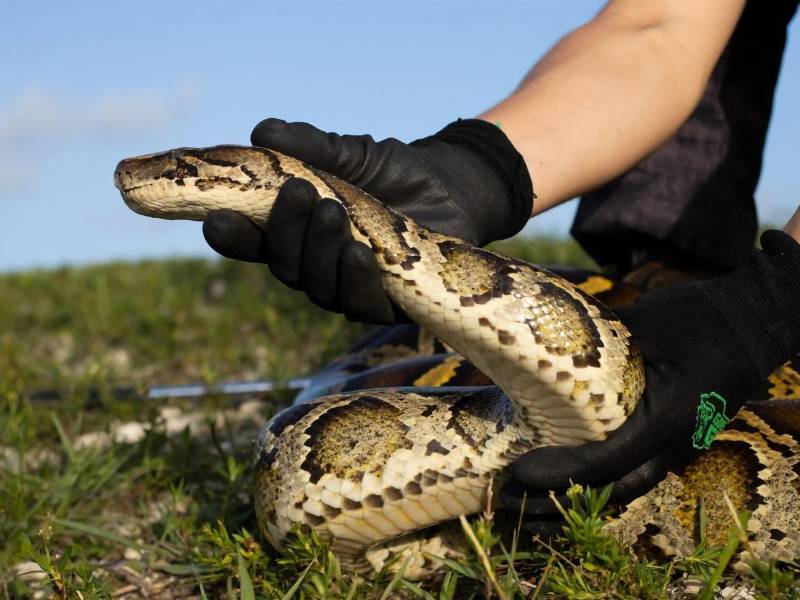 La pitón fue encontrada por científicos en los Everglades, una región de humedales tropicales en el suroeste de EEUU.