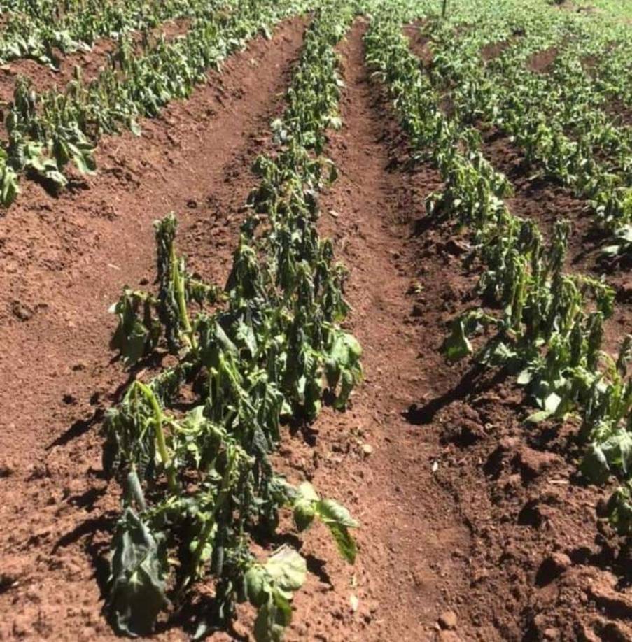 Parte de las plantaciones que fueron dañadas por la helada de esta semana en Intibucá.