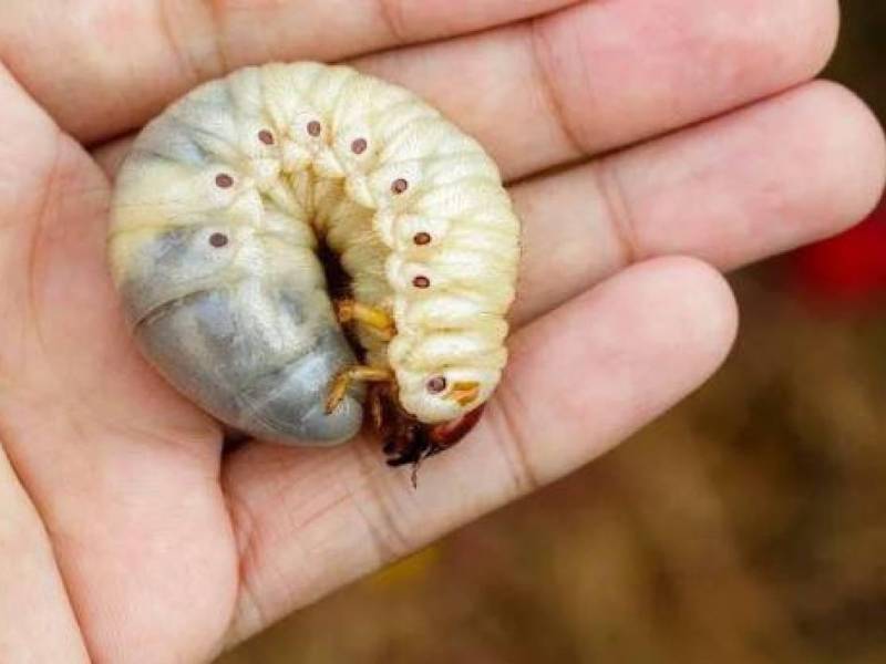 El gusano barrenador es transmitido por las moscas en heridas de animales y humanos.