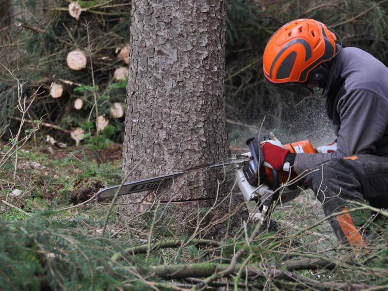Un hombre tala un árbol. Fotografía utilizada con fines referenciales.