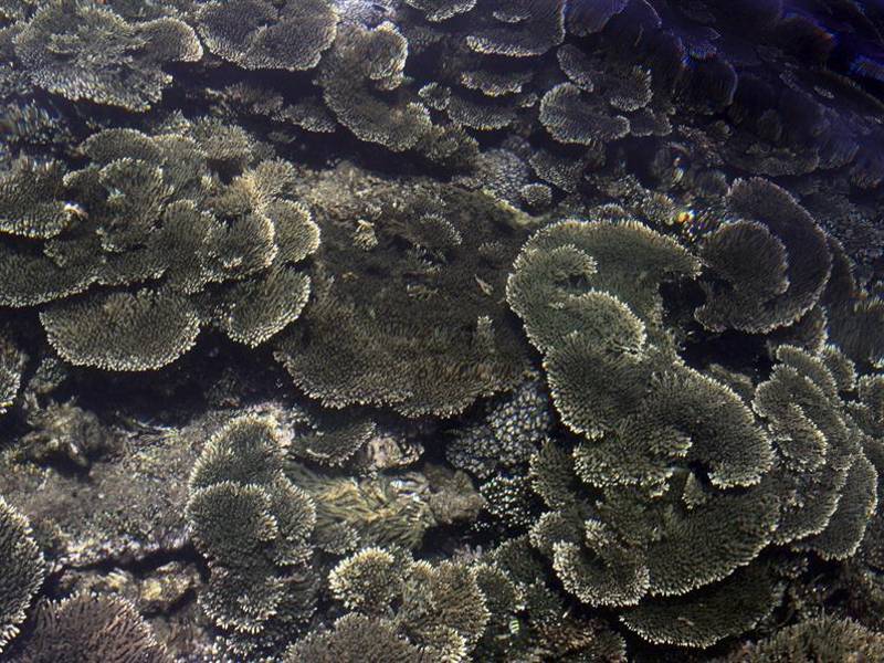 Los investigadores afirman que la eleucerobina presenta ventajas frente a otros compuestos hallados en animales para su uso en medicina. Fotografía: EFE / EPA/M.A.PUSHPA KUMARA