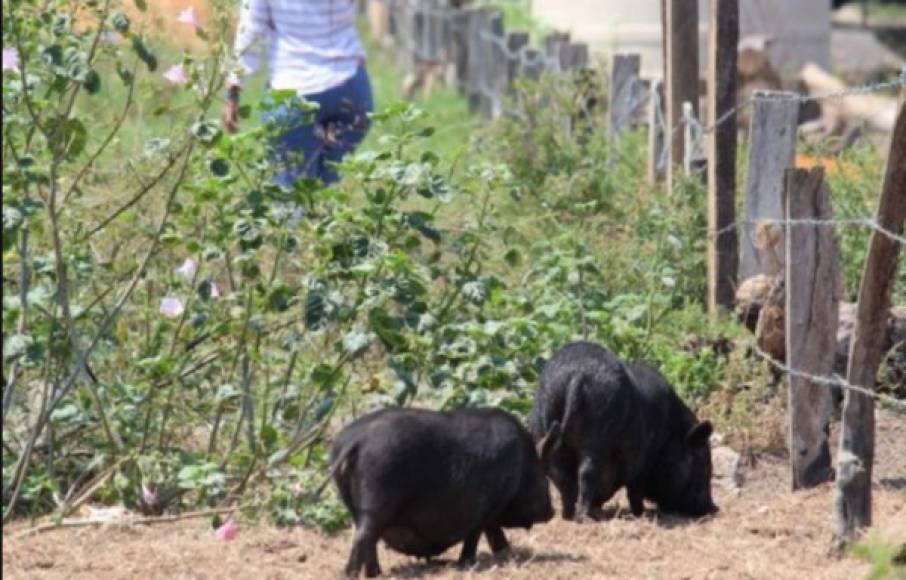 'Los Piña' utilizaban esta propiedad como una fortaleza, que además contaba con un zoológico privado, dos gimnasios, taller mecánico, bodegas y varias casas dentro del mismo inmueble