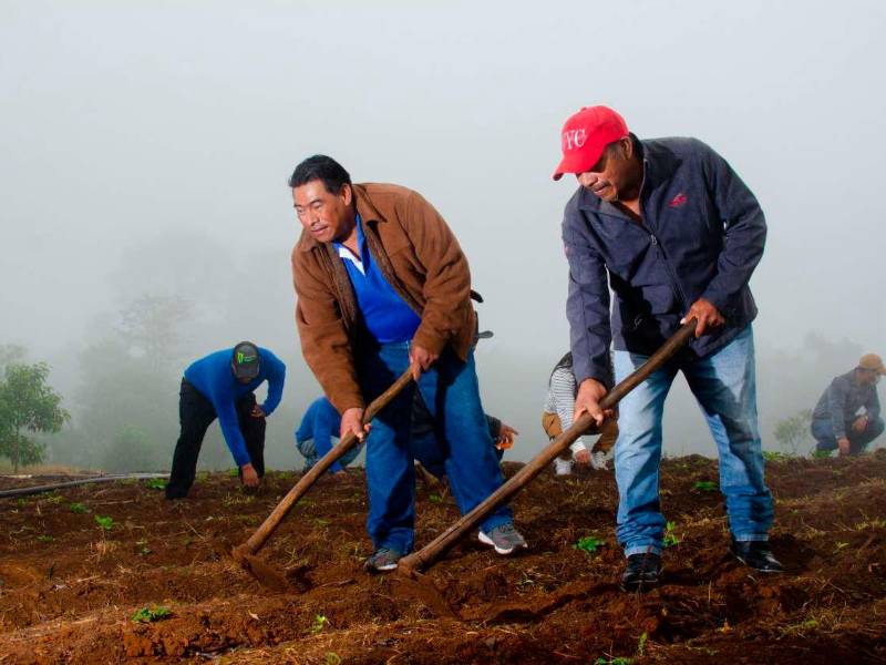 Lograron poner sus fresas en un supermercado.