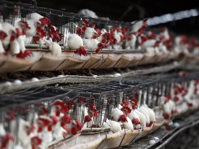 Fotografía de archivo que muestra un criadero de gallinas.