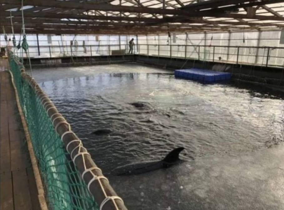 Los empresarios que dirigen el centro aseguran que una orca y tres belugas han huido de las jaulas de 25 metros de largo y nueve metros, aunque Greenpeace cree que han perecido, ya que estaban convalecientes.<br/>