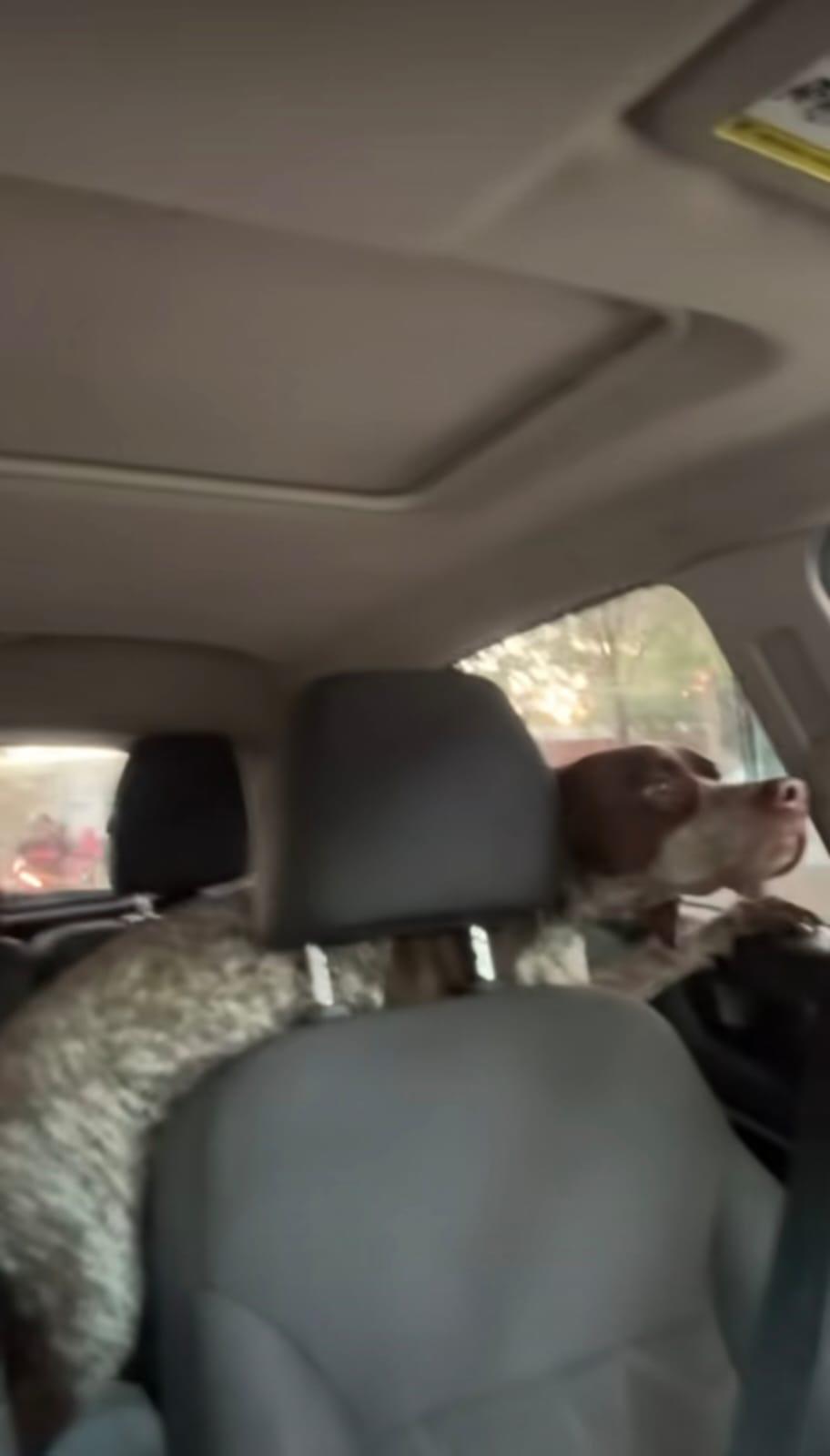 Va al taller y termina llevándose al perro del mecánico