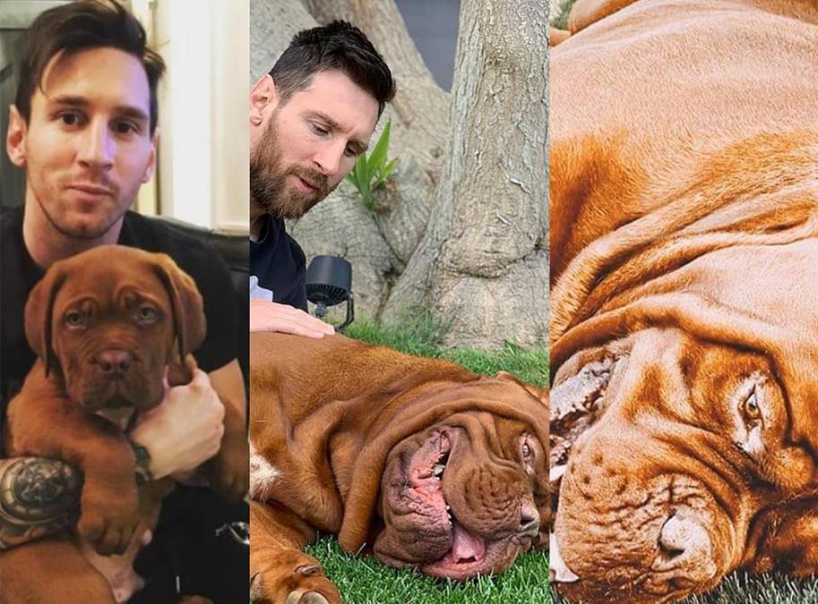Lionel Messi reveló un gran misterio: El astro argentino confesó dónde y cómo está Hulk, el gigante perro que tienen. 