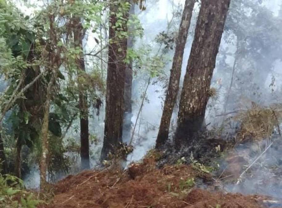 Incendio en el Cusuco: más de 20 hectáreas se han quemado en la zona protegida