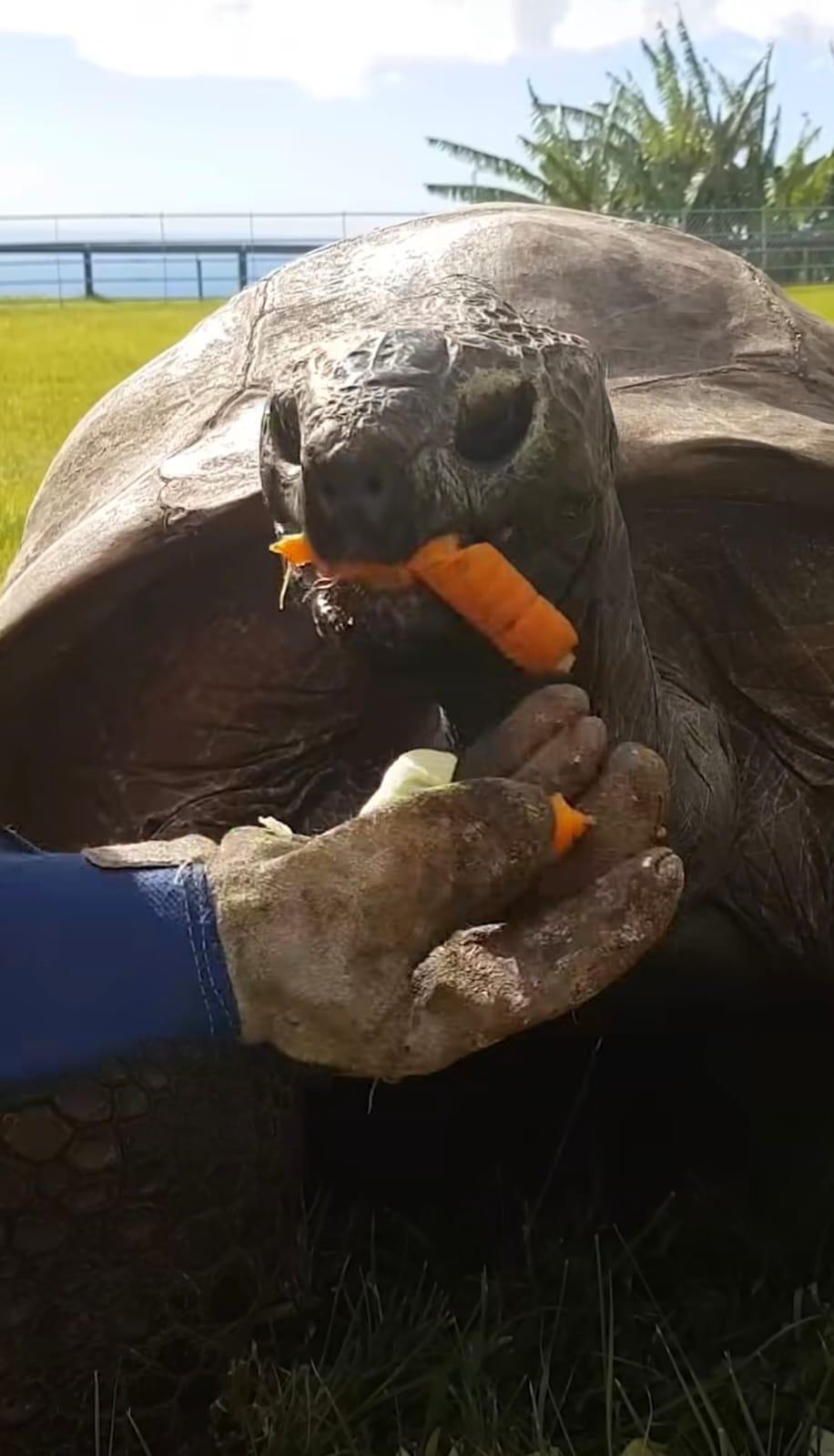 Jonathan, la tortuga que desafía al tiempo con 194 años de edad