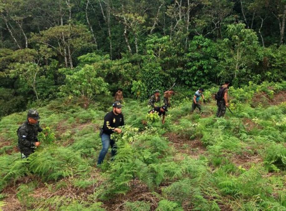 El narcolaboratorio y la plantación fue encontrado luego de un proceso de investigación e identificación la Policía Militar del Orden Público junto con la Dirección de Lucha Contra Narcotráfico.
