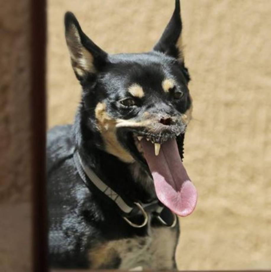 Foto:Duke el Guerrero@DukeelGuerrero<br/>