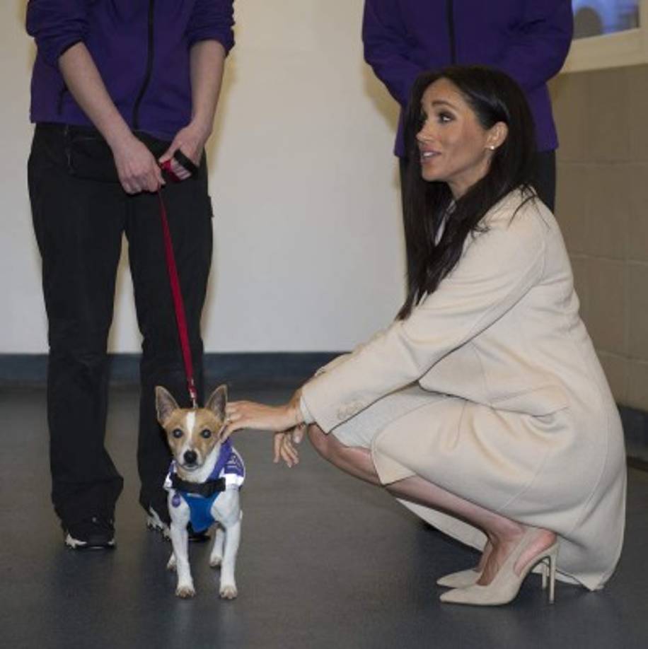 Antes de casarse Meghan ya tenía dos perros que había adoptado en un refugio para animales, Guy y Bogart. Tras mudarse de Canadá a Inglaterra tuvo que dejar al mayor, Borgat, al cuidado de una amiga debido a que este no podría resistir el viaje por su edad.<br/><br/>Mientras que el beagle Guy se unió al clan perruno de la familia real.