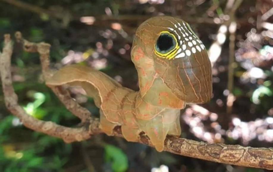 Las orugas se alimentan de una sola planta, la enredadera 'Carronia multisepalea', lo que restringe su hábitat a los bosques lluviosos.