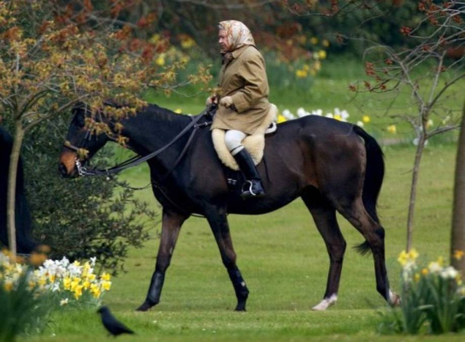 Isabel II también posee caballos purasangre, los primeros los heredó de su padre Jorge VI, que a lo largo de su reinado ganaron más de 1.600 carreras.<br/><br/>A lo largo de su reinado, la reina recibió varios animales de regalo, incluidos sementales, ponis, hipopótamos enanos, jaguares, perezosos, castores, canguros o un crocodilo, que fueron encomendados en su mayoría al zoo de Londres.<br/><br/>Y en virtud de una tradición que se remonta al siglo XII, todos los cisnes blancos del país le pertenecen.