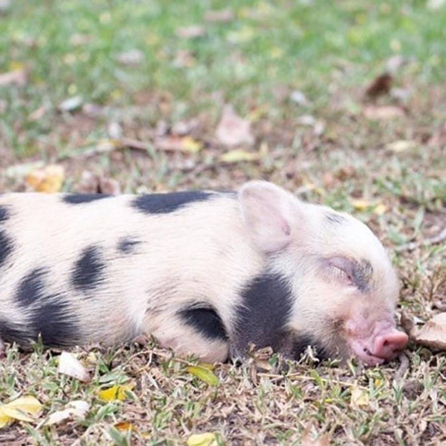 Esta cerdita hace parte de todos los <i>mini pig</i> (cerditos pequeños) que fueron comprados en gran cantidad por una tendencia que se hizo popular en los últimos años. Lo que muchos desconocen es que, si bien al comienzo son chiquitos y no alcanzan el mismo tamaño que los cerdos, sí crecen y pueden llegar a pesar hasta 100 kilos, por lo que demandan tiempo y espacio para tenerlos.