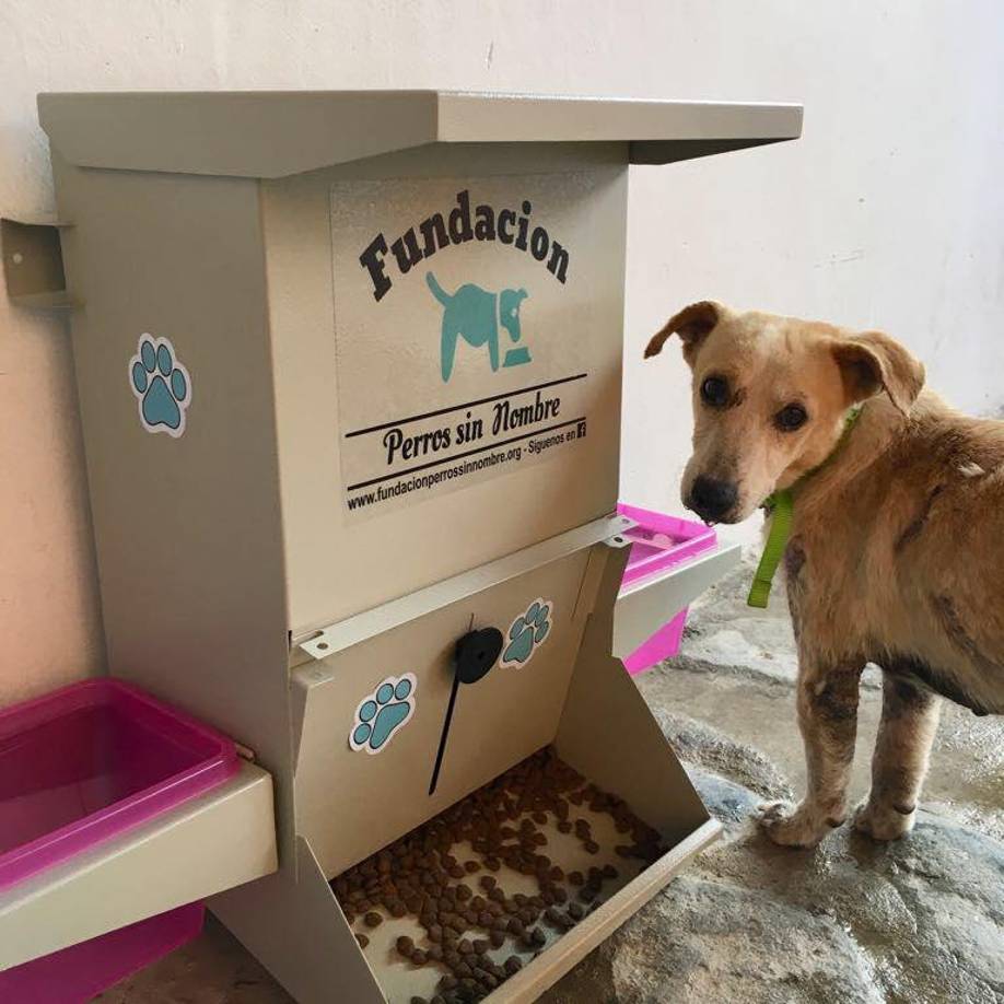 FUNDACIÓN PERROS SIN NOMBRE (Tela): “Dignificando la vida de los animales callejeros”.