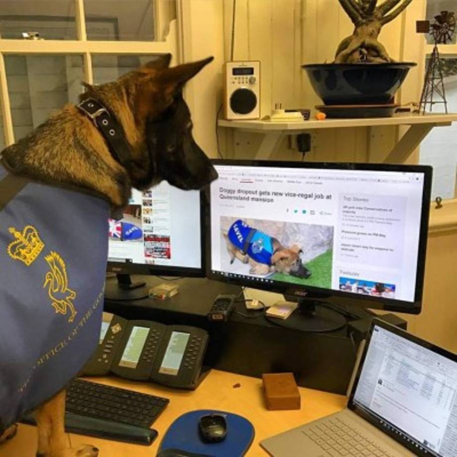 Gavel viendo lo famoso que se ha hecho en las redes sociales.