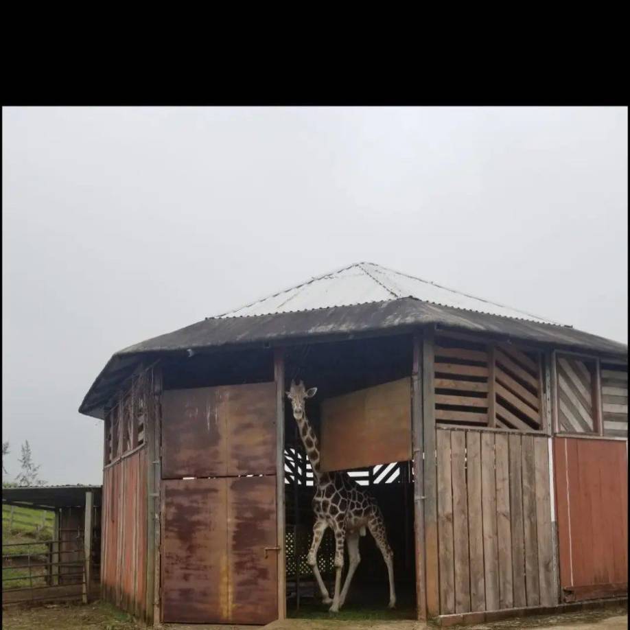 Las instalaciones fueron decomisadas por la Oficina de Bienes Incautados (OABI) y en el 2014 la bióloga guatemalteca María Díaz la obtuvo en concesión en abril de 2014, a un costo de 7.400 dólares mensuales.