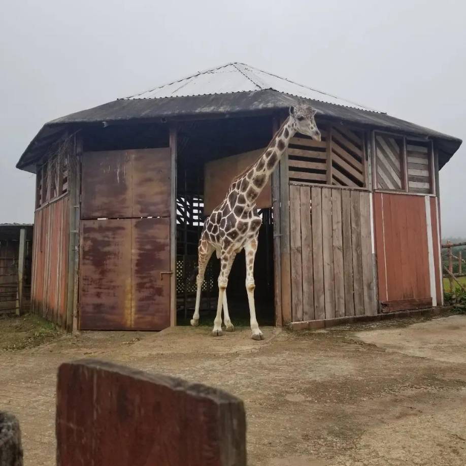 Para administrar el parque, que recibió con 300 animales, Díaz creó la empresa Servicios Veterinarios Arca de Noé.