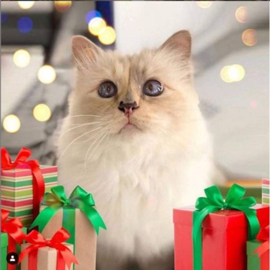 Según la revista Germany’s Manager Magazin, la gata birmana heredaría 400 millones de euros.