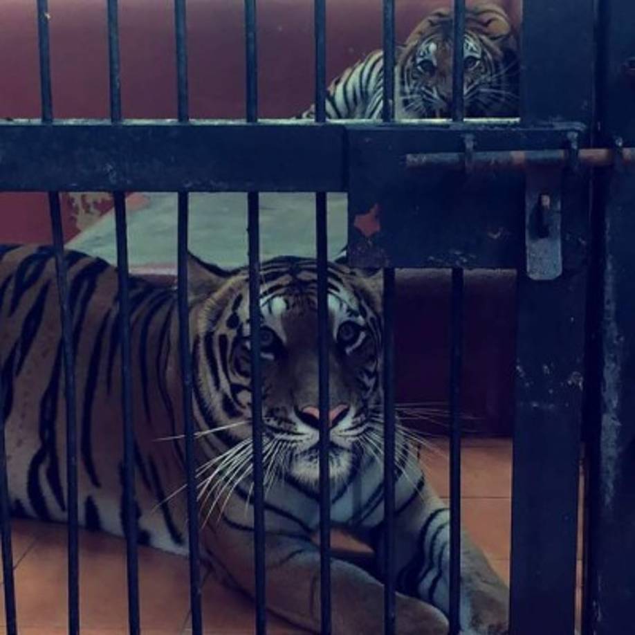 Los animales exóticos que tiene Faiq Bolkiah como mascotas en su casa.