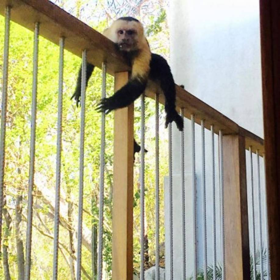 Uno mono de cara blanca aparece en las fotografías de Lindsay Lohan.