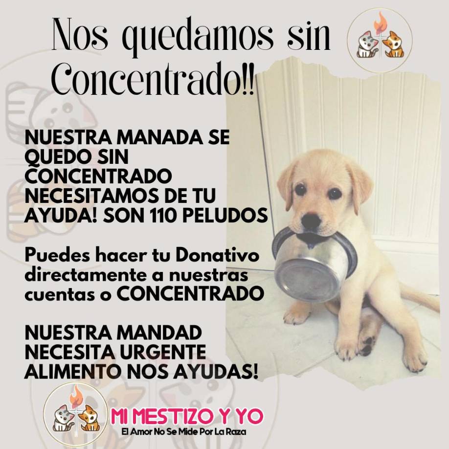 MI MESTIZO Y YO (Tegucigalpa): Es una Fundación con principios cristianos. “Gloria a Dios por la vida de los rescatados, no es casualidad que estemos juntos en esta tarea que nuestro padre celestial puso en nuestros corazones”.