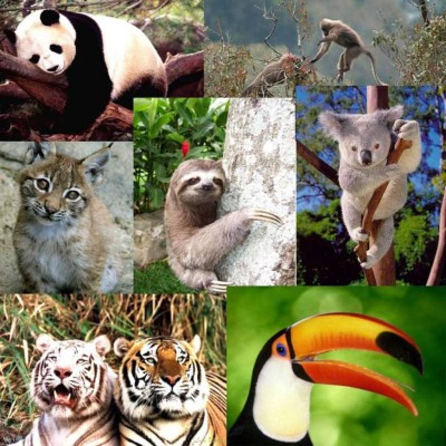 Una característica crucial para el éxito humano es la biodiversidad, y la pérdida de flora y fauna a causa de la extinción en masa que amenazan a nuestro planeta, pone en serio peligro la continuidad de la raza humana.