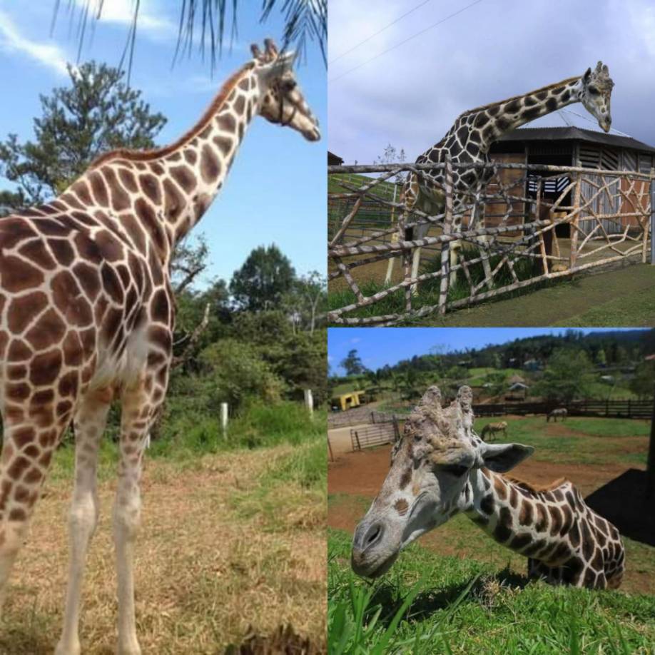 Daniel Laínez, coordinador del zoológico Rossy Walther, explicó que la causa de la muerte de la jirafa se debió a causas naturales.