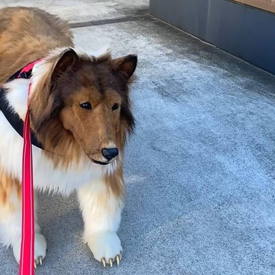 Desde 2022, los videos de Toco han acumulado millones de reproducciones, dejando sorprendidos a los espectadores por la increíble calidad del disfraz y la autenticidad con la que vive su vida como perro en la red. 