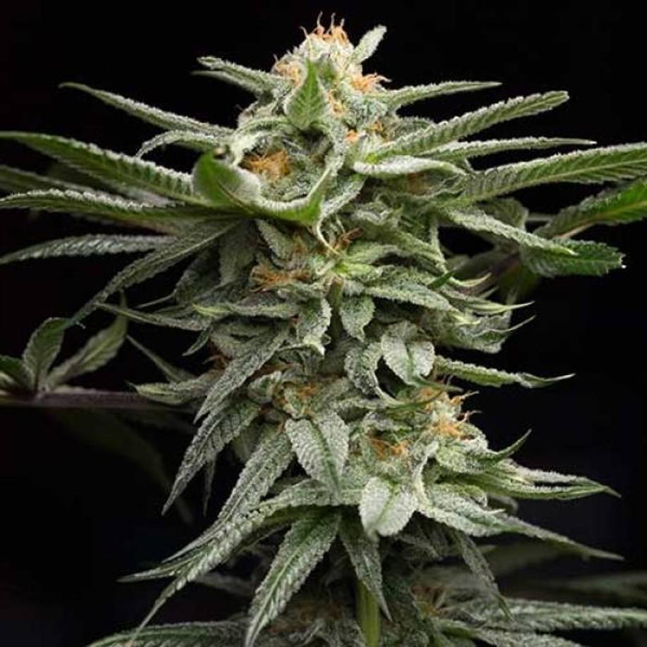 La marihuana Shark tiburón (o Shark Attack)es una cepa feminizada híbrida ideal como marihuana de consumo diario y además muy fácil de cultivar. Sus propiedades la convierten en altamente adictiva. 